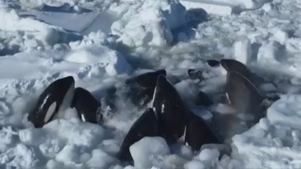 Более десятка косаток застряли во льдах недалеко от Кунашира. Видео0