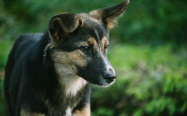 Штраф за выгул собак без поводка и намордника в Башкирии повысят в 4 раза0