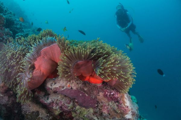 Йога, дайвинг и свадьба в узком кругу: что предлагает курорт Milaidhoo Maldives12