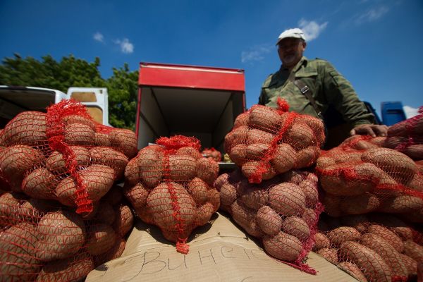 Калининградский урожай картофеля и овощей вдвое превысил прошлогодний0