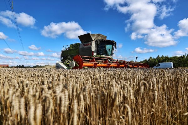 В Калининградской области планируют увеличить производство зерна0