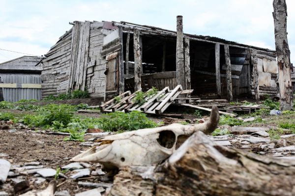 В Тюменской области обнаружен скотомогильник с сибирской язвой0