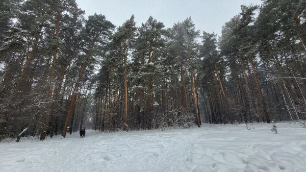 Инюшенский бор в Новосибирске начнут благоустраивать в 2025 году0