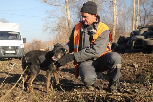 На новосибирской свалке в штат примут бездомных собак0