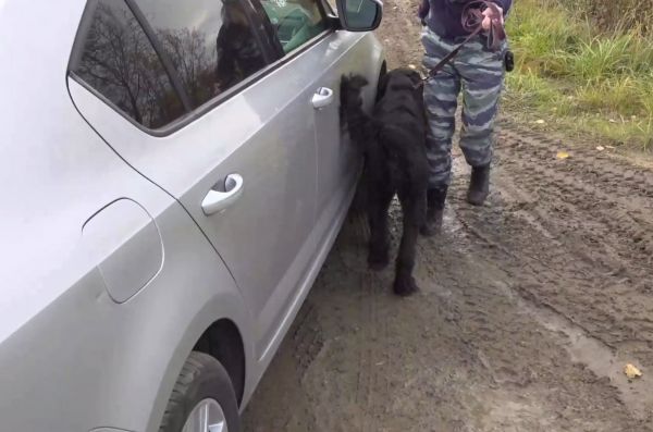 Полиция пришла с рейдом в десятки петербургских садоводств. Видео0