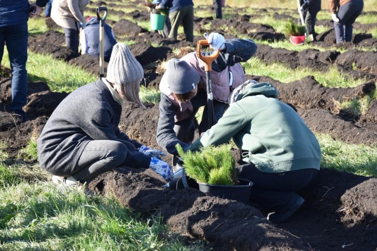 В Башкирии высадили 1,5 миллиона саженцев деревьев