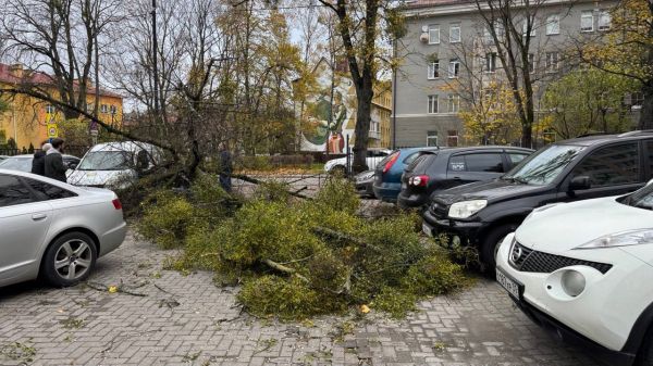 В Калининграде из-за ветра власти ввели режим повышенной готовности0