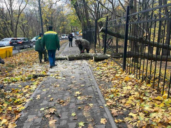 В Калининграде ветер повалил деревья и стал причиной смертельного ДТП0