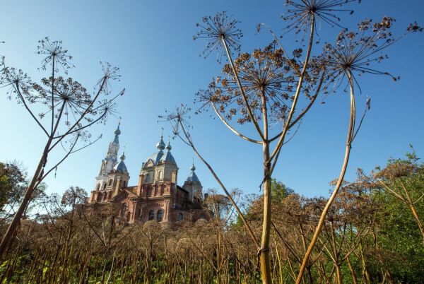 В Петербурге начнут бороться с борщевиком с помощью БПЛА0