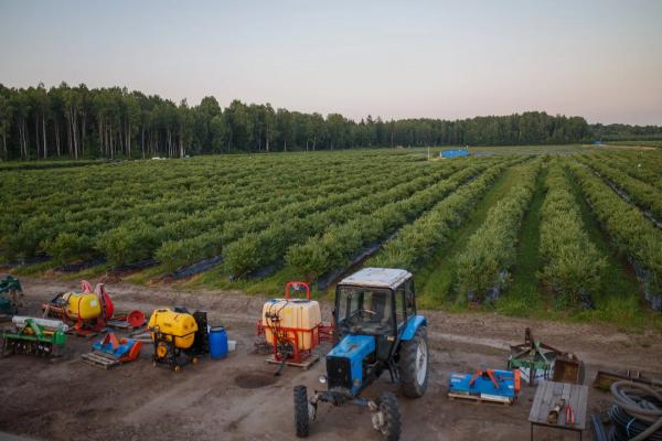 Калининградские фермеры продают комплекс по выращиванию голубики0