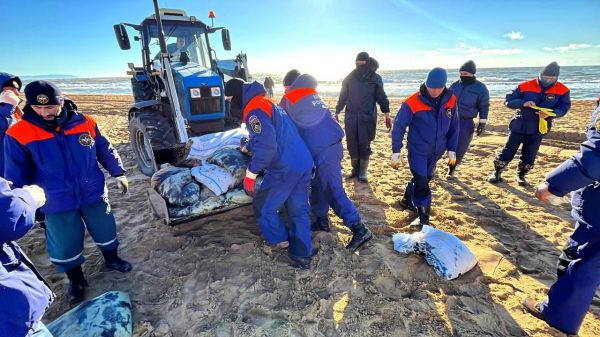 Кубанский девелопер рассматривает варианты освоения новых регионов2